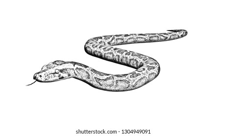 Ball Python Images, Stock Photos & Vectors | Shutterstock