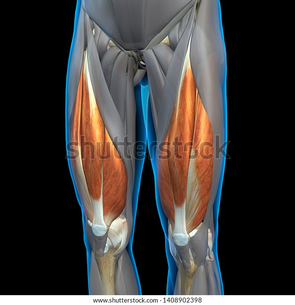 Quadriceps\
Leg Muscles Isolated, Front View, 3D\
Rendering