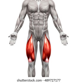 Quadriceps Male Muscles - Anatomy Muscle isolated on white - 3D illustration