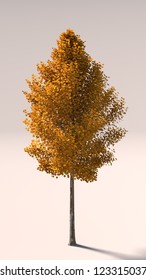 Quaking Aspen Tree