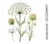 Queen Annes Lace Flower isolated watercolor illustration painting botanical art transparent white background greeting card stationary wedding bridal home decor