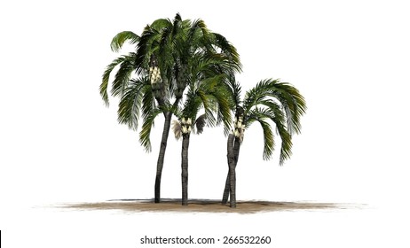 7,989 Cluster palm tree Images, Stock Photos & Vectors | Shutterstock