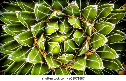 Queen Victoria Agave (binomial Name: Agave Victoriae-reginae), Also Known As Victoria Agave, Native To Mexico, With Digital Painting Effects, For Desert, Garden, Or Geometrical Motifs