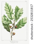 Quercus muehlenbergii or Chinkapin Oak (1819) from The North American Sylva by Francois Andre Michaux. Vintage green leaf art drawing, nature, old illustration, green oak leaf art print painting.