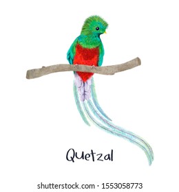 Quetzal Exotic Bird Realistic Illustration
