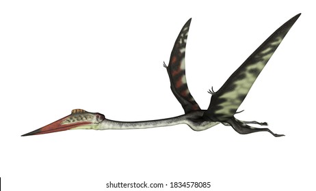 Quetzalcoatlus Flying Peacefully Ahead Isolated White Stock ...