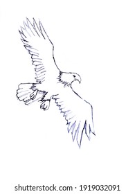 Quick Sketch of Eagle Flying