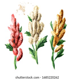 Quinoa Plant Set. Hand Drawn Watercolor Illustration, Isolated On White Background