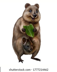 Quokka (Setonix Brachyurus) With Toddler In A Bag Eating Eucalyptus Leaf, Realistic Drawing, Illustration For Australia Animal Encyclopedia, Isolated Image On White Background