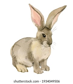 Rabbit isolated on white background, watercolor illustration