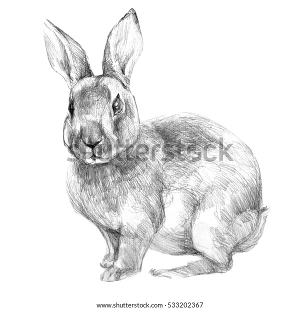  Rabbit Pencil Drawn Illustration Sketch Stock Illustration 533202367