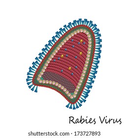 Rabies Virus Particle Structure