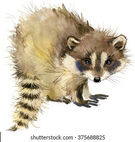 Raccoon. Forest animal watercolor illustration