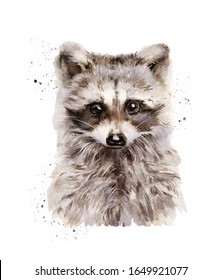 Raccoon watercolor illustration painting isolated on white background