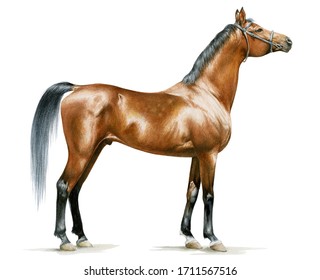 Race Horse Without A Harness Drawn In Ink By Hand On Background In Full Length