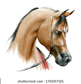 Race Horse Without A Harness Drawn In Ink By Hand On Background In Full Length