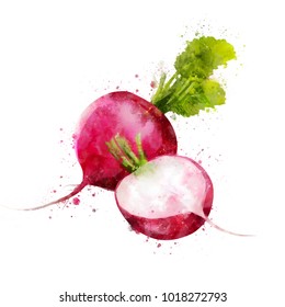 Radish On White Background. Watercolor Illustration