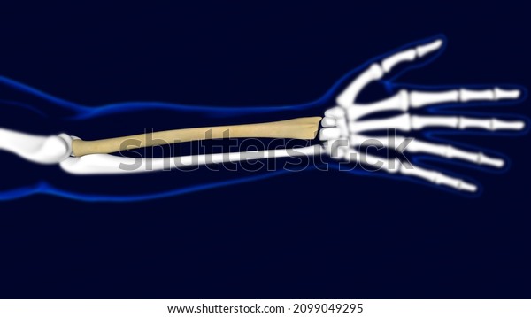 Radius Bone Human skeleton anatomy 3D Rendering\
For Medical\
Concept