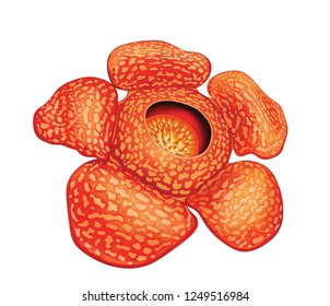Paling Populer 16 Gambar Bunga  Raflesia  Kartun  Arka Gambar
