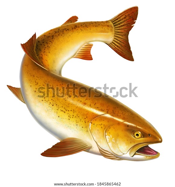 白い背景ににじょうがいのマス魚 カリフォルニアの金色のマスのデリカシーイラストは アートをリアルに分離しています のイラスト素材