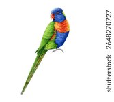 Rainbow lorikeet on white background hand drawn watercolor illustration. Trichoglossus moluccanus Australian native wildlife avian. Bright colorful parrot endemic bird of Australia