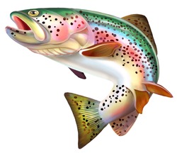 Rainbow Trout Fish Illustration.  Isolated On White Background.