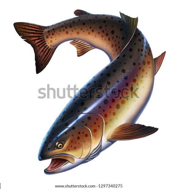 白い背景にニジマスの魚のリアルなイラスト マスの珍味 野生の川魚 のイラスト素材