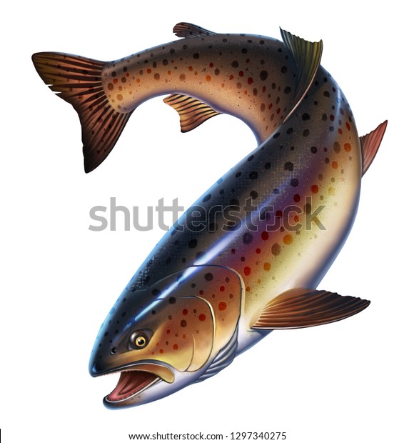 白い背景にニジマスの魚のリアルなイラスト マスの珍味 野生の川魚 のイラスト素材 Shutterstock