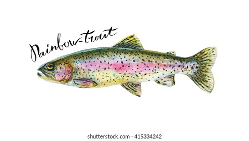 Rainbow Trout Images Stock Photos Vectors Shutterstock