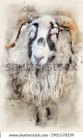 Ram, male sheep (Ovis aries). Watercolor Illustration.