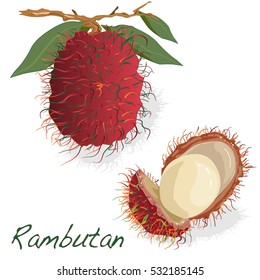 Rambutan Fruit Doodle Drawings Vector Illustration Stock Vector ...