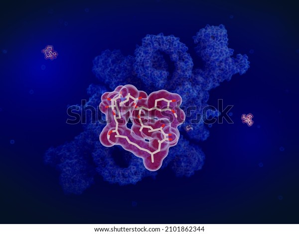 Rapamycin, also known as sirolimus is a\
macrolide compound that has immunosuppressant functions and\
prevents transplant rejection through the inhibition of  the\
protein complex mTORC1. 3d\
illustration