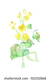 菜の花 のイラスト素材 画像 ベクター画像 Shutterstock