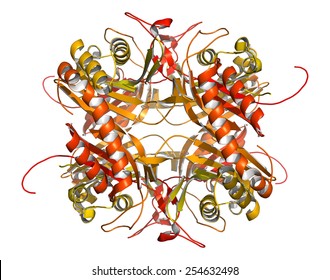 Rasburicase (recombinant urate oxidase) enzyme molecule. Used to treat and prevent tumor lysis syndrome (TLS).  Cartoon model, N-to-C gradient coloring. 