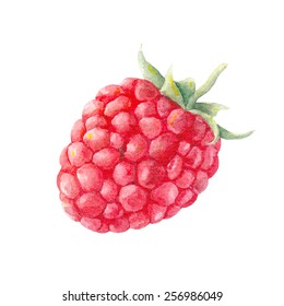 Raspberry Berry. Watercolor