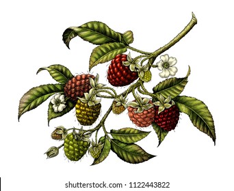 Raspberry Branch Botanical Vintage Illustration Clip Art Isolated On White Background