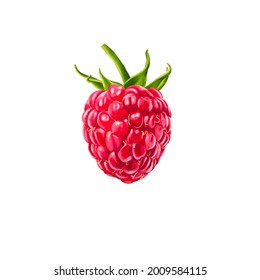 Raspberry illustration, digital painting, 300dpi, ready for print