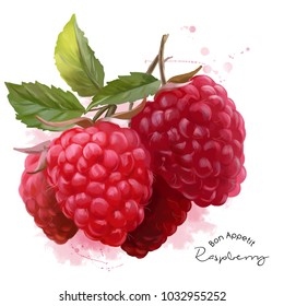 Raspberry Watercolor Illustration