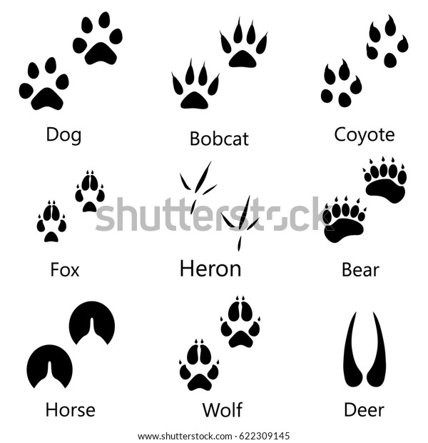 Raster Illustration Animal Birds Footprints Names Stock Illustration ...