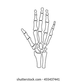 Raster Illustration Hand Bones Outline Drawing Stock Illustration ...