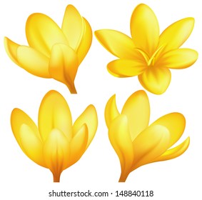 Vector Illustration Set Yellow Crocuses Created Stock Vector (Royalty ...