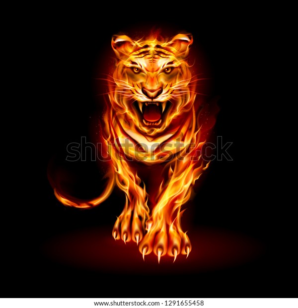 ラスターバージョン 黒い背景に大きな火の虎の歩きと吠えるデザインのイラスト のイラスト素材