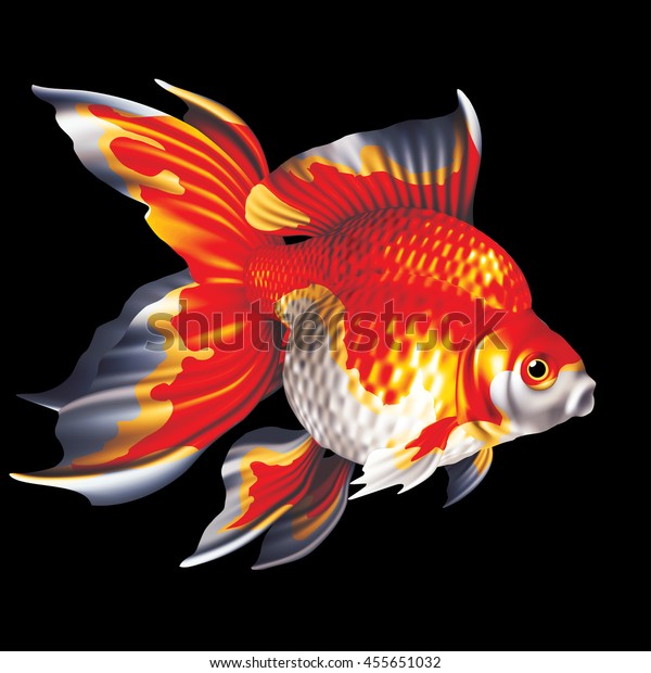 Raster Version Ryukin Goldfish Two Color Stock Illustration - 