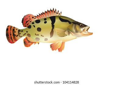 Raster Version Of Vector/ Chinese Perch [Siniperca Chuatsi]