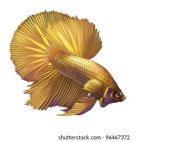 Raster Version Of Vector/ Dark Golden Rumble Fish, Or Cockerel [Betta Splendens]