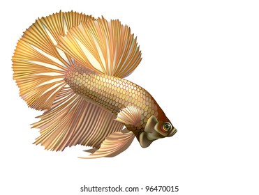 Raster Version Of Vector/ Light Golden Rumble Fish, Or Cockerel [Betta Splendens]