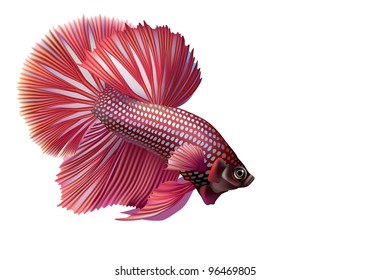 Raster Version Of Vector/ Red Rumble Fish, Or Cockerel  [Betta Splendens]