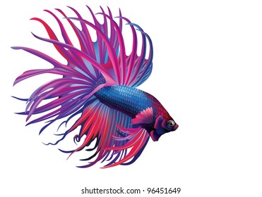 Raster Version Of Vector/ Rumble Fish, Or Cockerel [Betta Splendens]