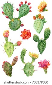 Raster watercolor isolated cactus set. Watercolor cactus isolated on white background. Watercolor cactus tropical garden. Elements.