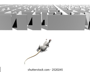 Rat Approaching A Maze